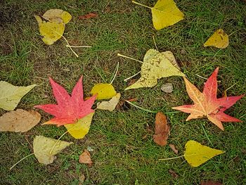 High angle view of yellow maple leaf