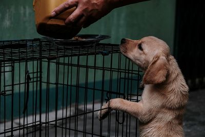 Close up of man feeding puppy