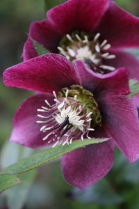 Close-up of pink flower