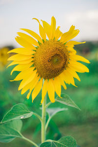 Close-up of sunflower