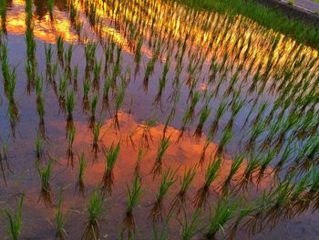 Scenic view of lake