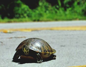 CLOSE UP VIEW OF A TURTLE