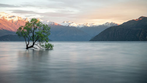 Willow tree growing in the middle of lake with mountains backdrop. wanaka tree new zealand, sunrise.