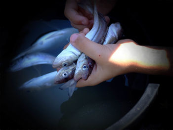 Close-up of hand holding fish swimming