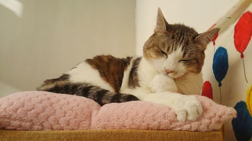 Close-up of cat sleeping at home