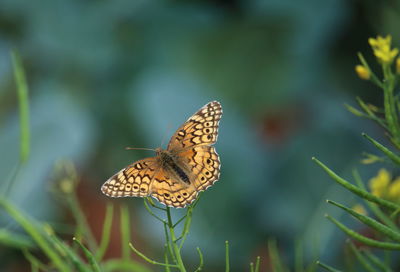 Butterfly perching on leaf