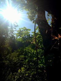 Sun shining through trees