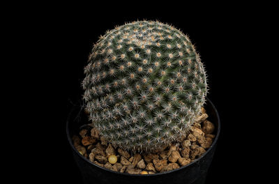 Close-up of succulent plant against black background