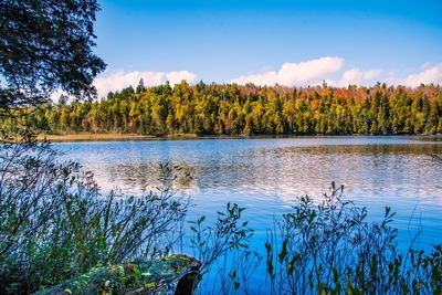 Scenic view of lake in forest against sky