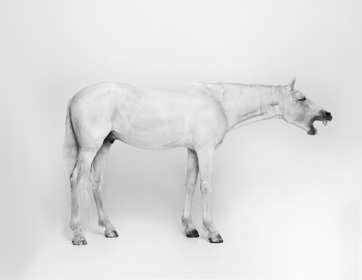 studio shot, white background, animal themes, copy space, close-up, one animal, indoors, white color, no people, horse, art and craft, animal head, art, statue, animal representation, low angle view, cut out, sculpture, white, creativity