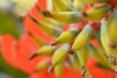 Close-up of red flower