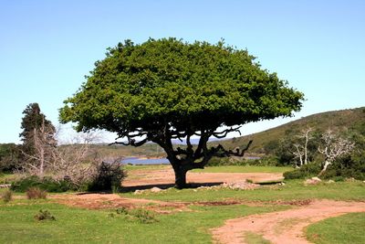 Tree in park against clear blue sky