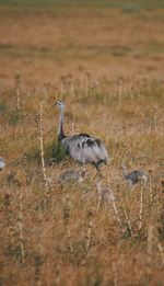 View of birds on land