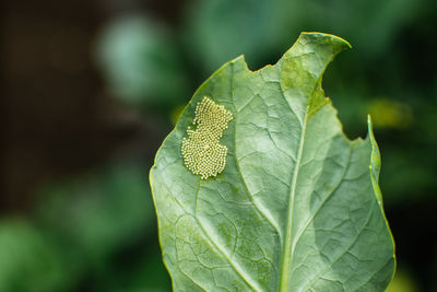 Close-up of green leaf