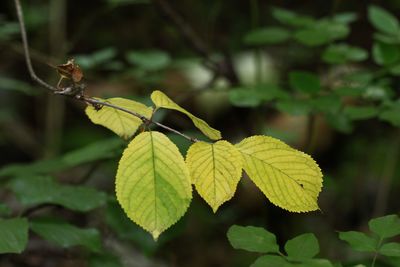 leaf