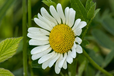 Close-up of white flowering plant