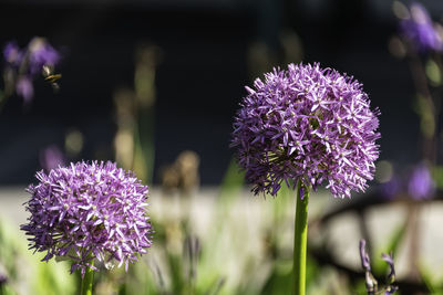 Close-up of purple flowering plant