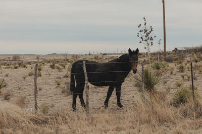 Horse standing in ranch against sky