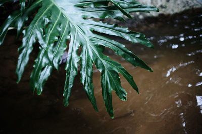 Close-up of wet plant