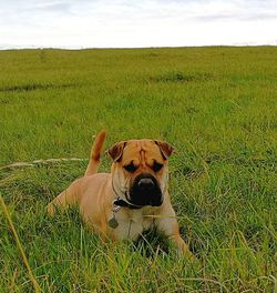 Dog on grassy field