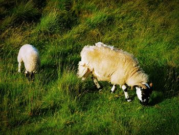 Sheep grazing on field