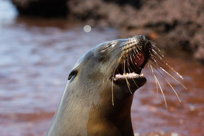 Sea lion from galapagos