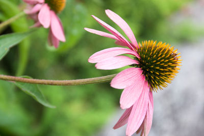 Eastern purple coneflowers blooming at park