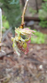 Close-up of plant against blurred background