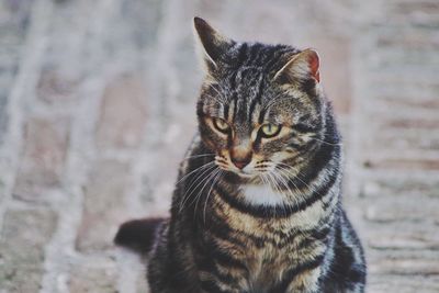 Close-up of tabby cat on footpath