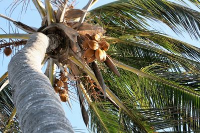 Low angle view of coconut palm tree against sky