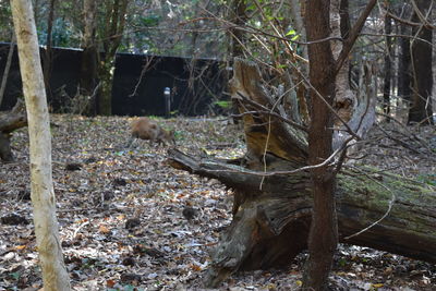 Bare trees in forest