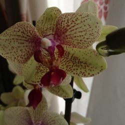 Close-up of pink orchid blooming outdoors