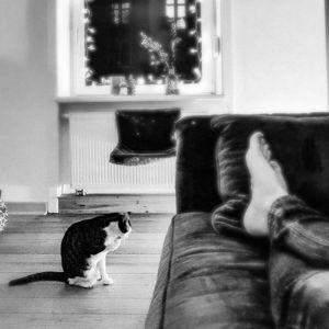 Cat sitting on floor at home