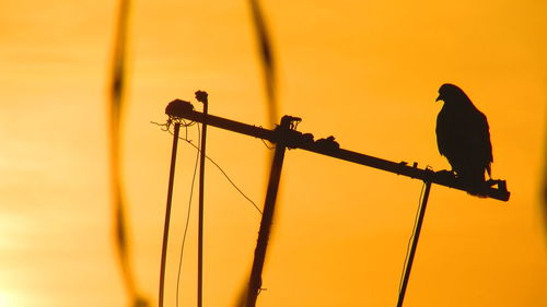 Silhouette of birds perching on tree trunk