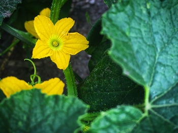 Close-up of yellow flower blooming outdoors