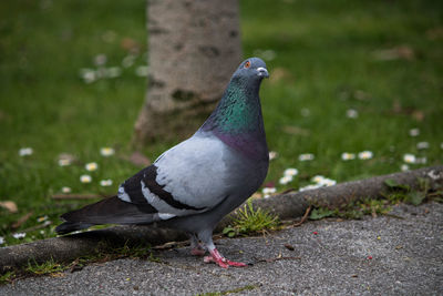 Close-up of pigeon perching on a field