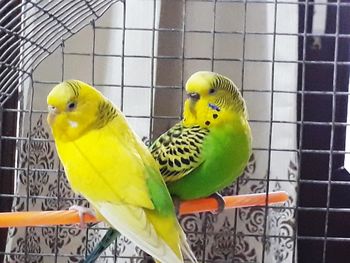 Close-up of parrot in cage