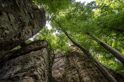 Low angle view of trees in forest