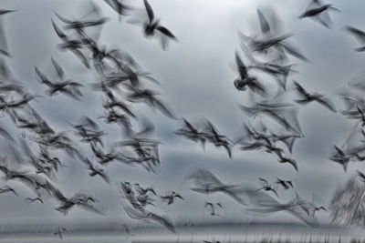 Low angle view of birds flying in sky