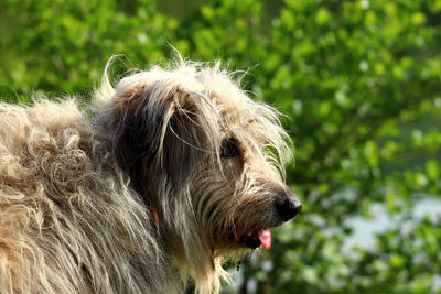 Close-up of a dog