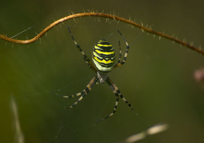 Close-up of spider on web