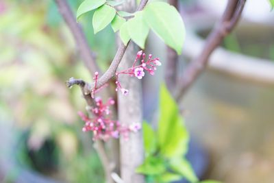 Close-up of pink flowering plant