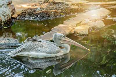 View of duck swimming in lake