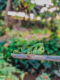 Close-up of insect on plant