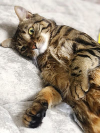 Close-up of cat lying on bed