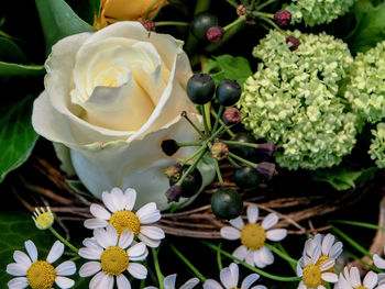 Close-up of white flowers