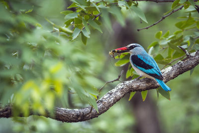 Bird perching on a branch