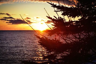 Close-up of silhouette tree against sea at sunset