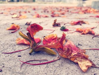 Close-up of dry maple leaves