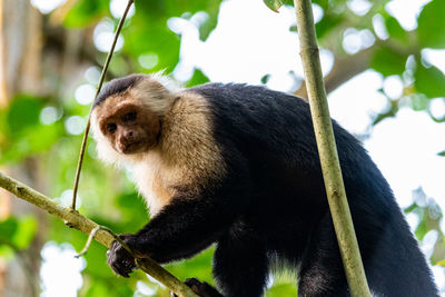 Low angle view of monkey sitting on tree